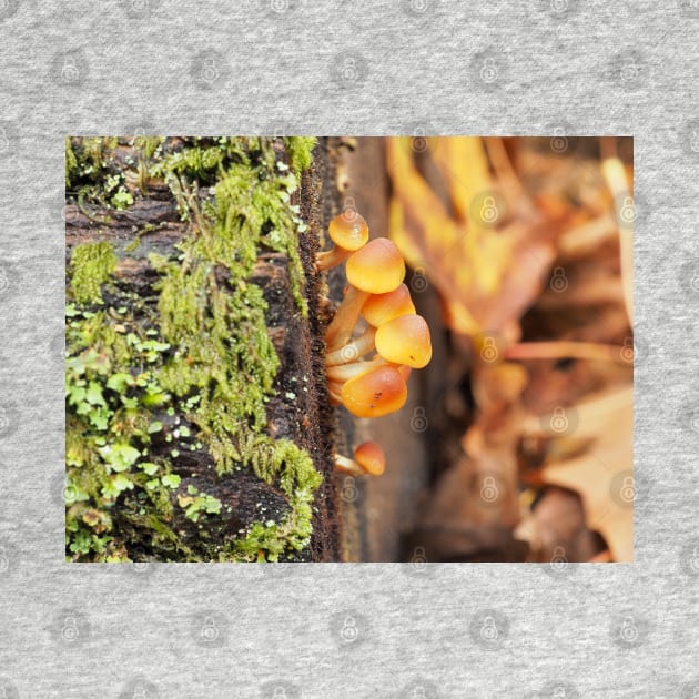 Very young sulphur tuft mushrooms by SDym Photography